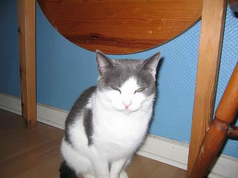 Blanding af racer Mis<3 - bliv nu færdig billede 3