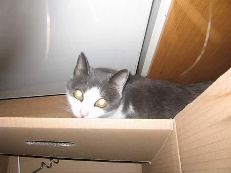 Blanding af racer Mis<3 - gemmeleg billede 4