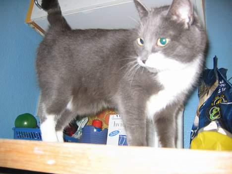 Blanding af racer Freja - uhh...spændene billede 1