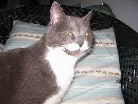 Blanding af racer Freja - er jeg smuk eller er jeg bare smuk?? billede 2