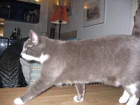 Blanding af racer Freja - nu går jeg!! billede 3