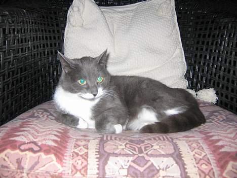 Blanding af racer Freja - hvad nu!! billede 4