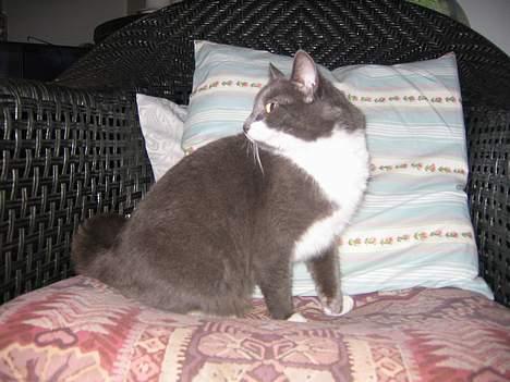 Blanding af racer Freja - hvad er det.. billede 5