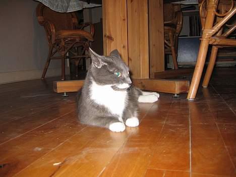 Blanding af racer Freja - hvad fanden laver du?? billede 6