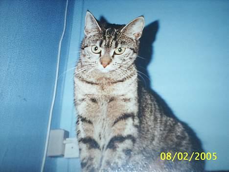 Blanding af racer Speedy - damm hvor er jeg køn billede 1