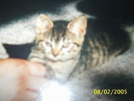 Blanding af racer Speedy - hej hej billede 2