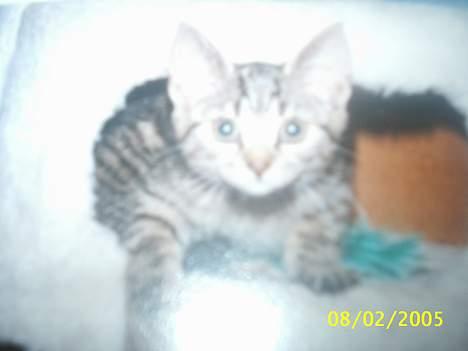 Blanding af racer Speedy - skal jeg komme efter dig???? billede 3