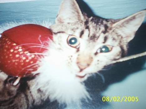 Blanding af racer Speedy - det er min min min  billede 4