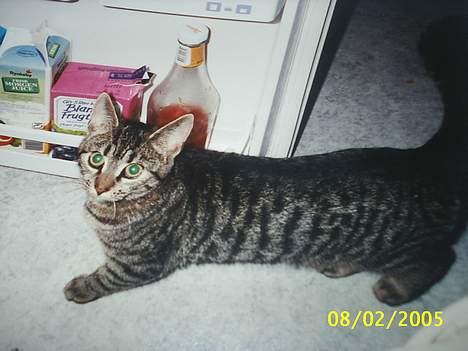 Blanding af racer Speedy - hmm hvad skal jeg så spise idag? billede 5