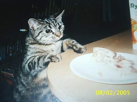 Blanding af racer Speedy - mor jeg kan godt lide det der.... billede 6