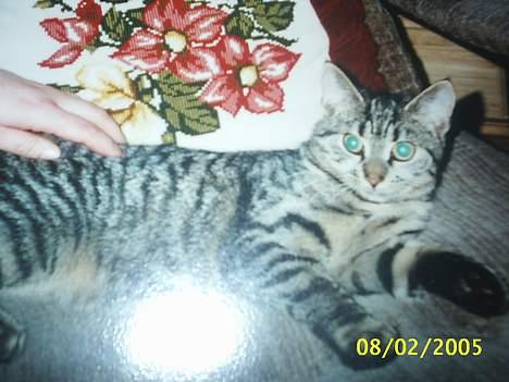 Blanding af racer Speedy - lad mig nu sove OKI  billede 7