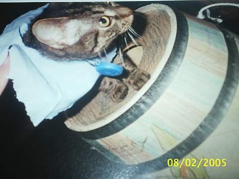 Blanding af racer Speedy - fastelauns fest HJÆÆÆÆÆÆLP  MIG billede 8