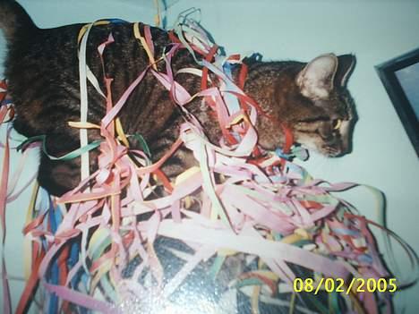 Blanding af racer Speedy - jeg elsker det her  billede 9