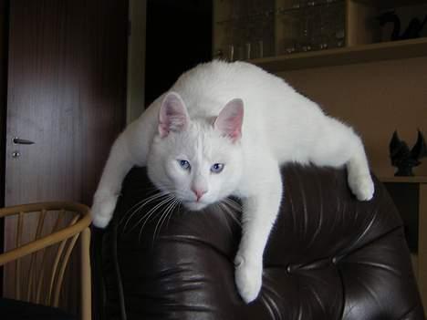 Blanding af racer freddie - elsker at ligge på ryglænet og slappe af billede 5