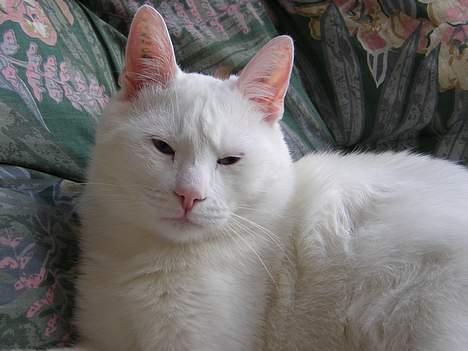 Blanding af racer freddie billede 6