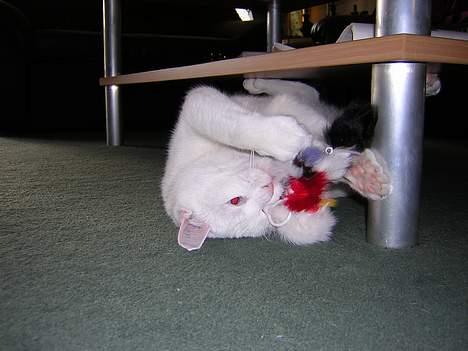 Blanding af racer freddie - den tøjmus skal bare have nogen tæsk billede 7