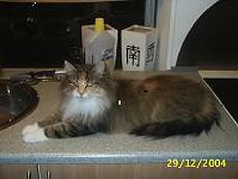 Norsk Skovkat My Joys Alberte - er jeg ikke sød (tænd så for det vand mooor)  billede 3