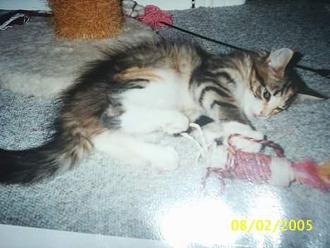 Norsk Skovkat My Joys Alberte - lille mig leger med garn billede 8