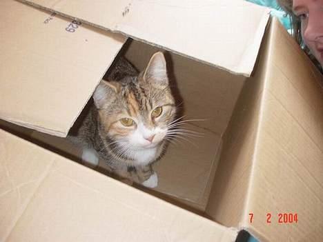 Blanding af racer Celine *solgt* - hov! der sad Celine jo! billede 2