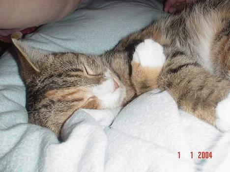 Blanding af racer Celine *solgt* - ååårrhhhh... puuuutte billede 10