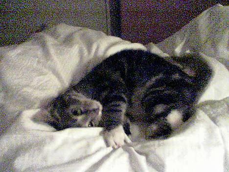 Blanding af racer Bandit - Charmetrold over alle charnetrolde... smil billede 5