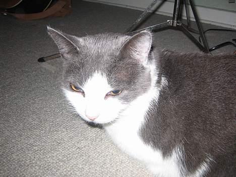 Blanding af racer Mis<3 - jeg går i seng!! billede 5