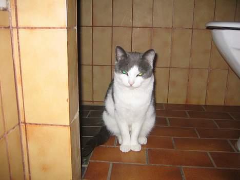 Blanding af racer Mis<3 - ser jeg godt ud?? billede 6