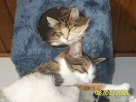 Blanding af racer Trunte - hej hej her vi oppe billede 4