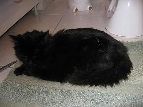 Blanding af racer Donna (død) billede 8