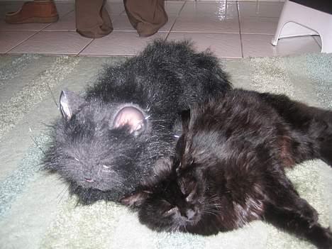 Blanding af racer Donna (død) billede 10