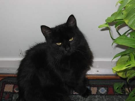 Blanding af racer Donna (død) billede 9