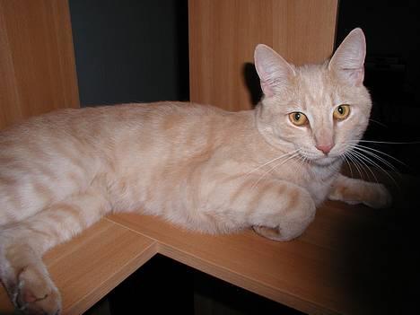 Huskat Bimse - Eneste sted at slappa af på efter flytning billede 1