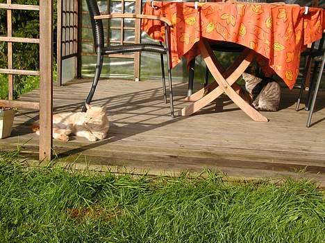 Huskat Bimse - Bimse og mor billede 2