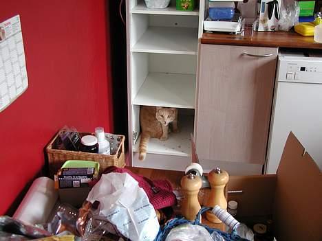 Huskat Bimse - En utryg Bimse ved flytning billede 3