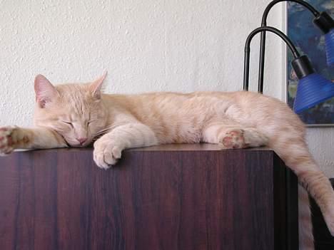 Huskat Bimse - Ja sådan kan man også bruge en højtaler billede 4