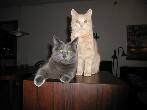 Huskat Bimse - Bimse og hans "store" bror billede 5