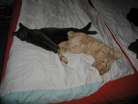 Huskat Bimse - Kom ikke her og forstyr vores skønhedssøvn..... billede 6