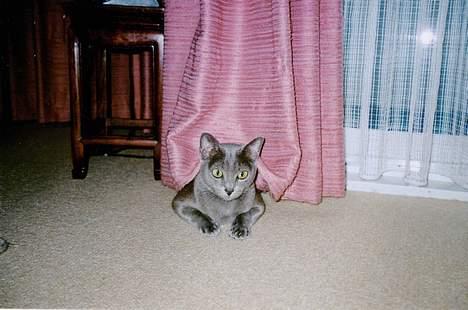 Korat Sessen - Theresina - Gammelrosa klæ´r blå katte :-) billede 2