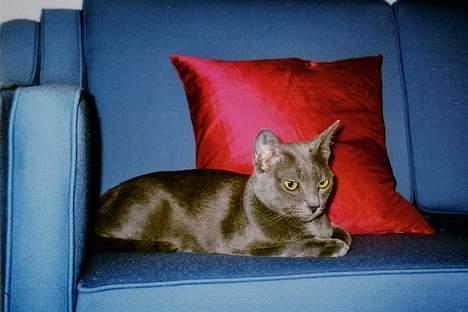 Korat Sessen - Theresina - Sessen poserer mod pink Thai silkepude :-) billede 4