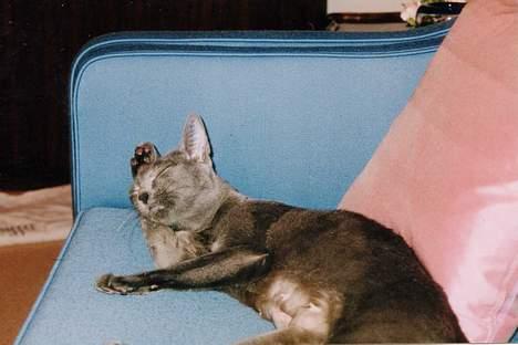 Korat Sessen - Theresina - Findes der noget mere afslappet end en kat, der vasker sig? billede 5