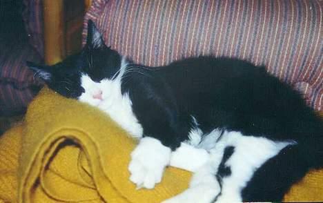 Blanding af racer Tott billede 1