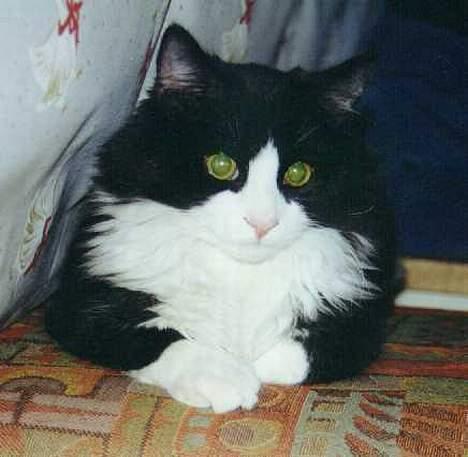 Blanding af racer Tott billede 2