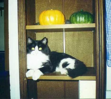 Blanding af racer Tott billede 3