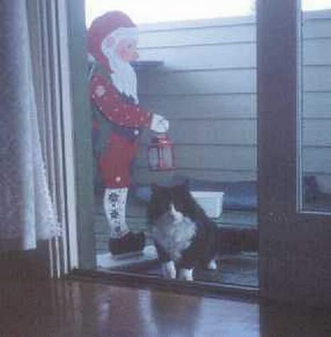 Blanding af racer Tott billede 4