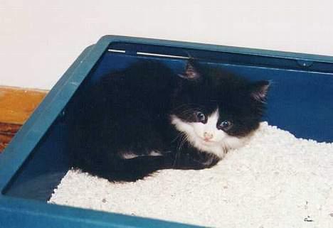 Blanding af racer Tott - den dagen jeg fikk ham billede 5