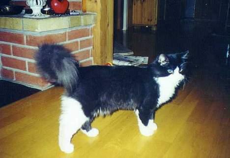 Blanding af racer Tott billede 6