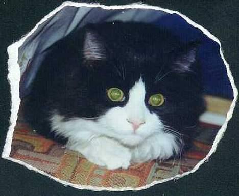 Blanding af racer Tott billede 7