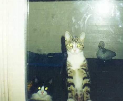 Blanding af racer mozart billede 2