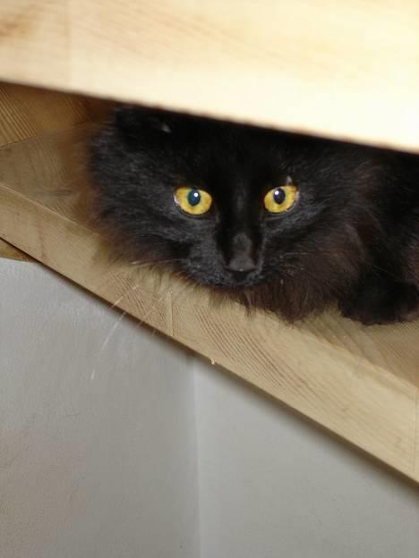 Blanding af racer Markus - Se det lille ansigt.. :) billede 1