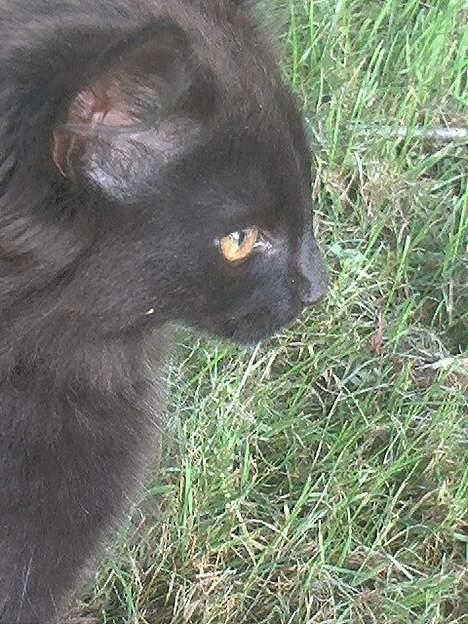 Blanding af racer Markus - Markus i  profil billede 2